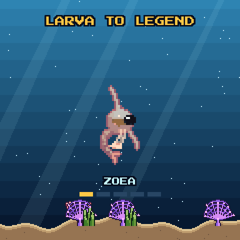 A crab evolving from zoea